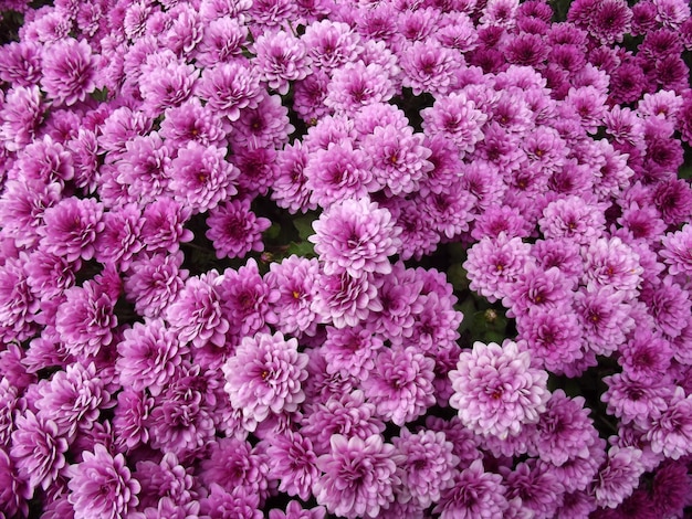 Natural purple chrysanthemum flowers background, wallpaper