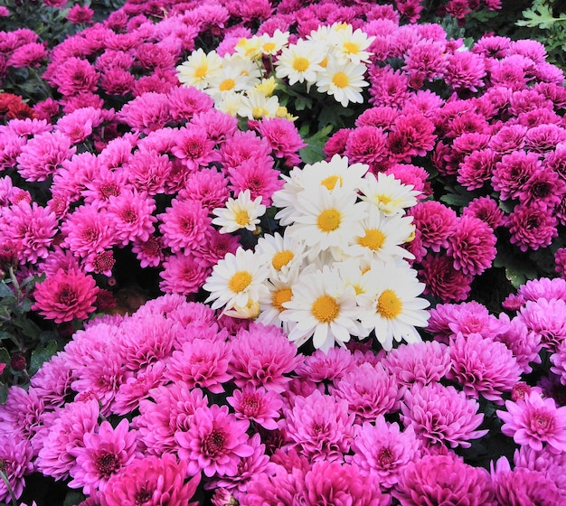 Natural purple and white chrysanthemum flowers background, wallpaper