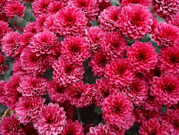 Natural red chrysanthemum flowers background, wallpaper