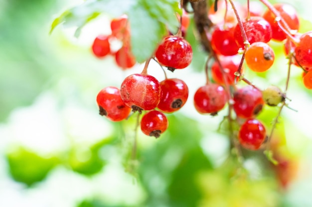 Natural red currants on a branch in the garden