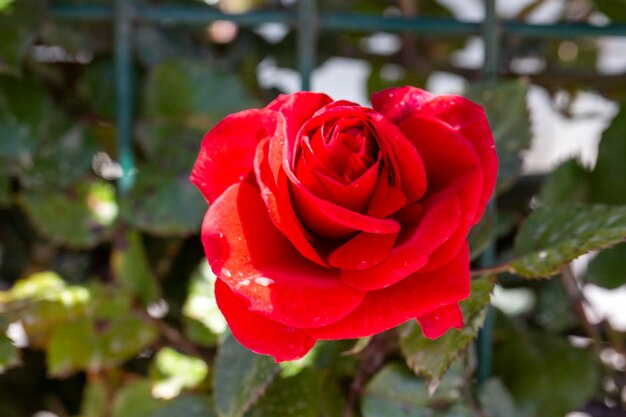 Natural, red rose in garden