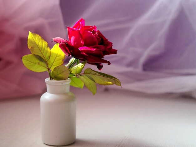 Natural red rose with green leaves in a white vase on a light background Copy space