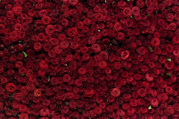 Foto fondo naturale delle rose rosse, parete dei fiori. rose come immagine di sfondo.