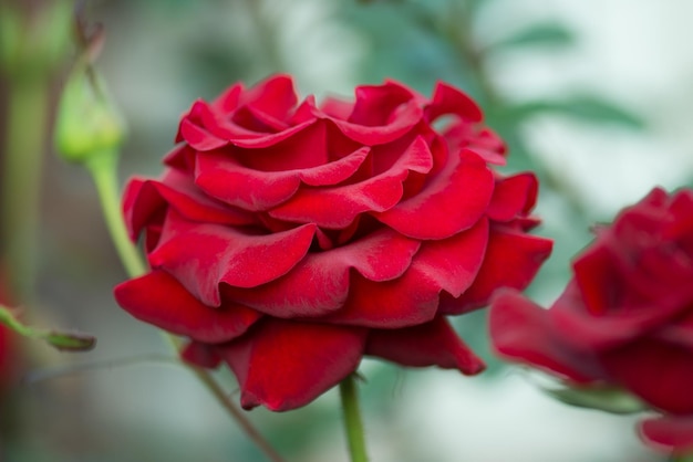 Natural red roses background Red Roses on a bush in a garden