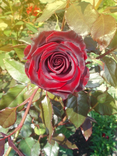 Natural red roses background Red Roses on a bush in a garden