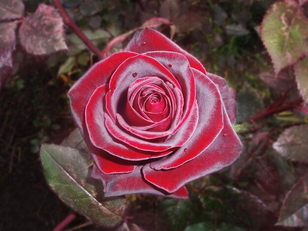 Photo natural red roses background red roses on a bush in a garden