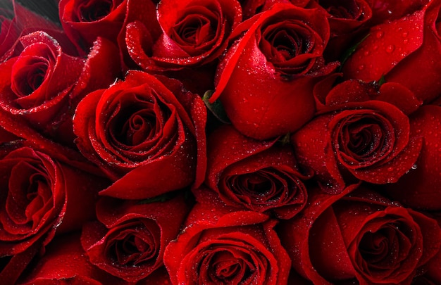 Sfondo trama di rose rosse naturalibella trama di rose per copertina o sfondo banner