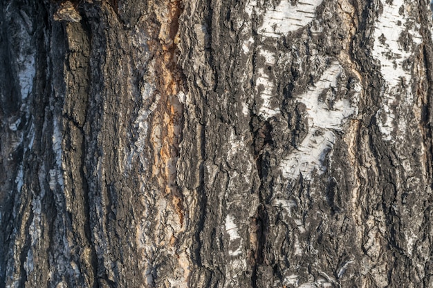 Natural Relief and Rough Bark Texture of Old Birch