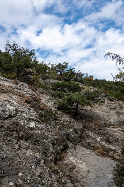 Natural reserve juniper grove on the Crimean peninsula beautiful landscape with coniferous trees