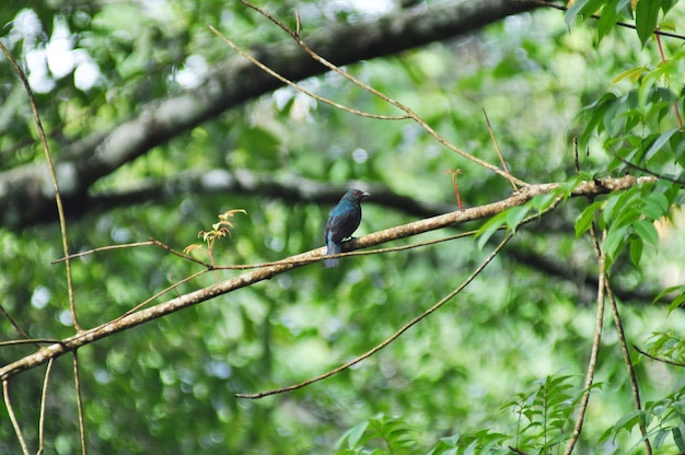 natural resource in tropical rain forest, Asia