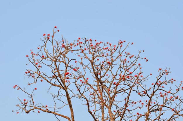 natural resource in tropical rain forest, Asia