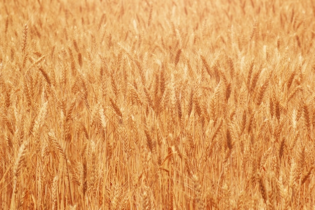 畑のクローズアップに自然の熟した小麦