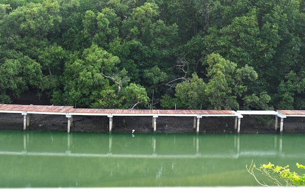 natural river and tree