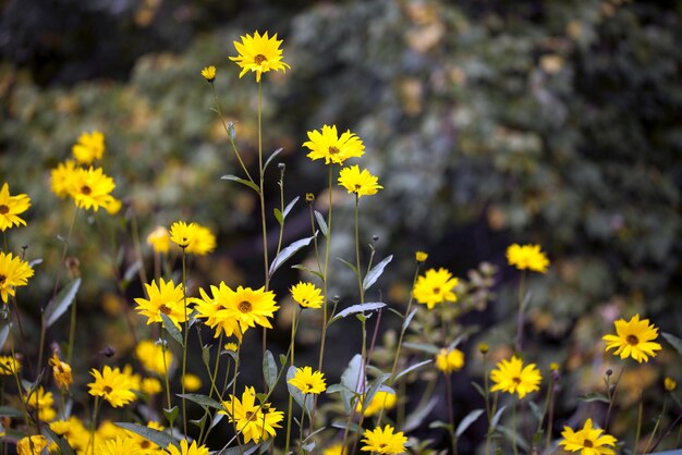 Natural and Romantic Yellow Flowers in Nature