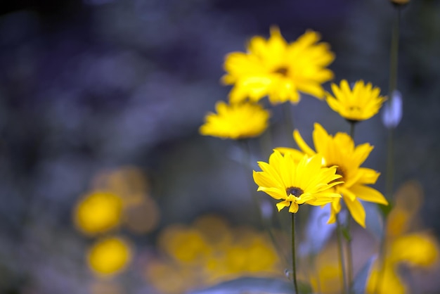 Естественные и романтичные желтые цветы в природе
