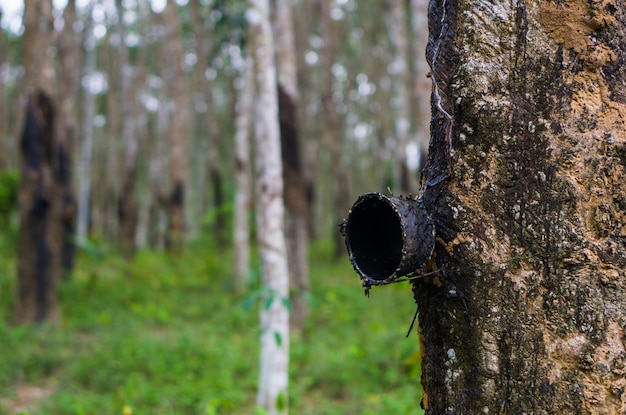 Natural rubber latex trees plantation in Thailand with soft focus