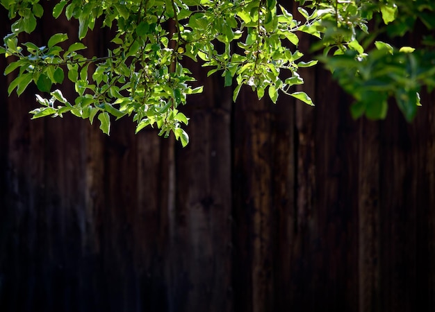 Натуральный деревенский открытый шаблон свежие зеленые листья на темном деревянном фоне с копировальным пространством