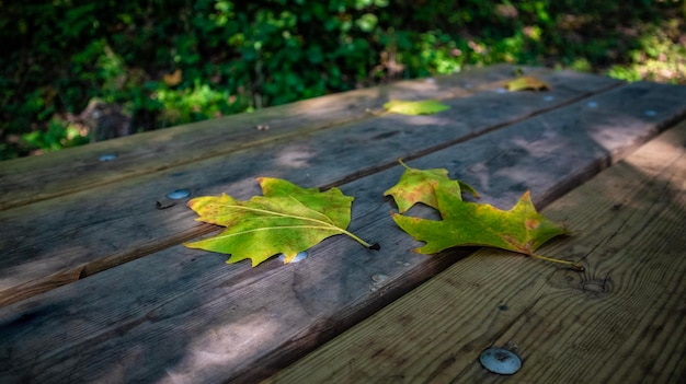 Natural scenary in the wood , italy