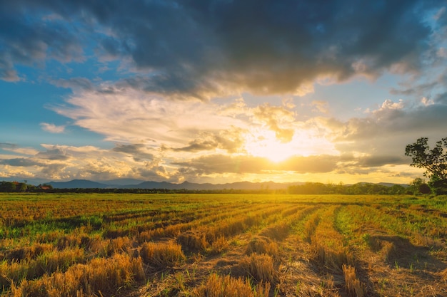 Natural scene Sky clouds and field agricultural sunset