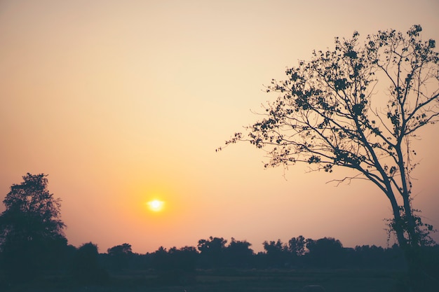 Natural scene sunset with mountain and tree, tropical forest