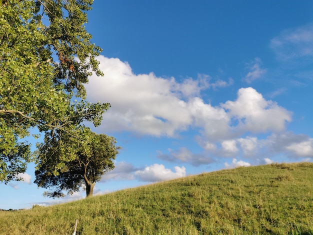 Natural scene with a tree sky with clouds and grass Copy space