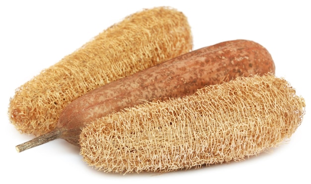 Natural scrubber of dried Ridge gourd over white background