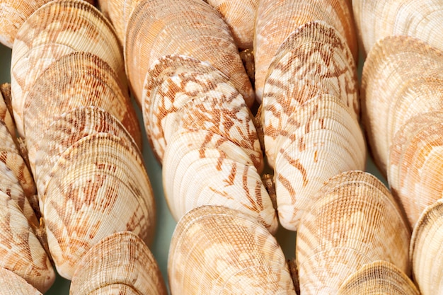 natural seashells texture