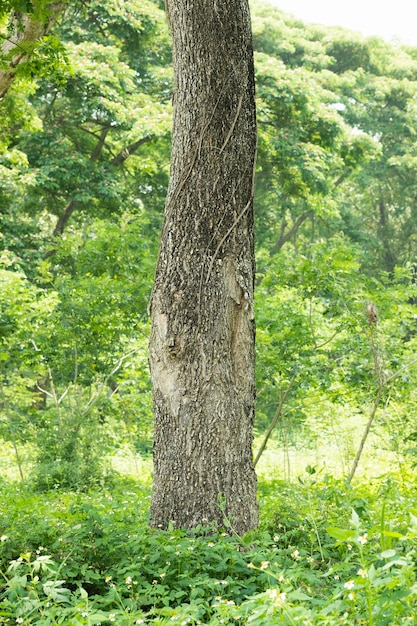 Senso naturale con tronco d'albero