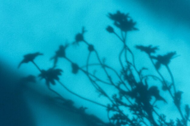 밝은 햇빛에 데이지 꽃의 자연 그림자 파란색 배경 추상 드로잉
