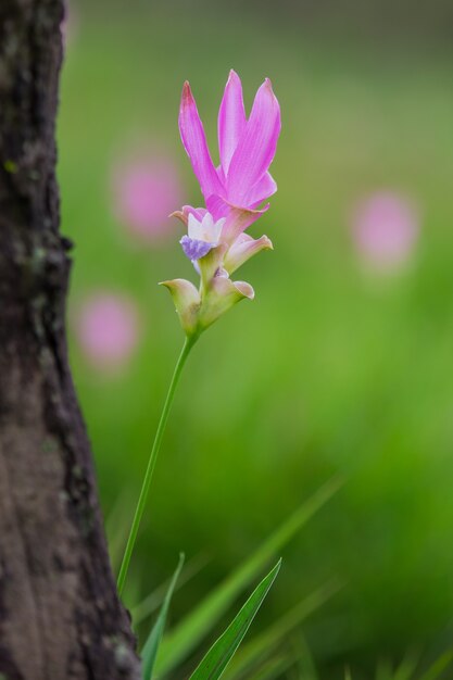 Natural Siam Tulips in the mist at the forest of Thailand