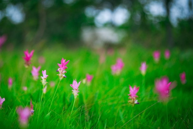 Natural Siam Tulips in the mist at the forest of Thailand