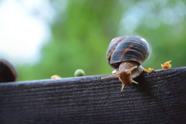 Photo natural snail  pure wildlife