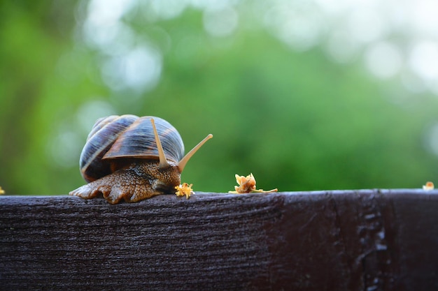 Photo natural snail  pure wildlife