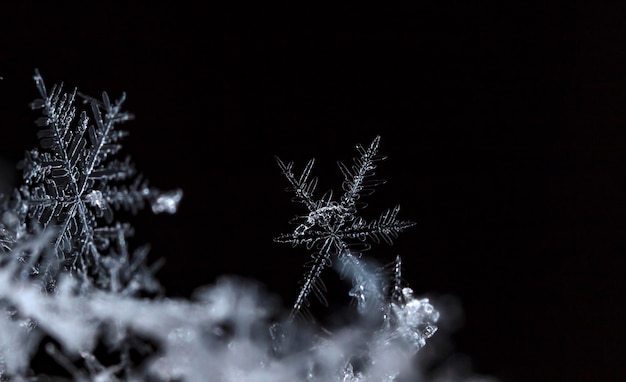 natural snowflakes on snow the picture is made at a temperature of10 C