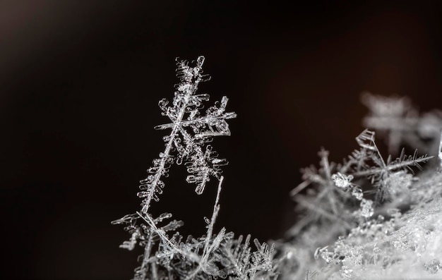 natural snowflakes on snow, winter