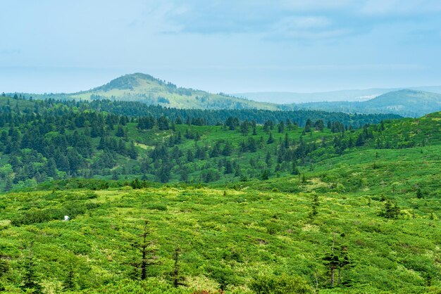 가벼운 숲과 광대한 대나무 들판이 있는 쿠나시르 섬의 자연 남쿠릴 풍경