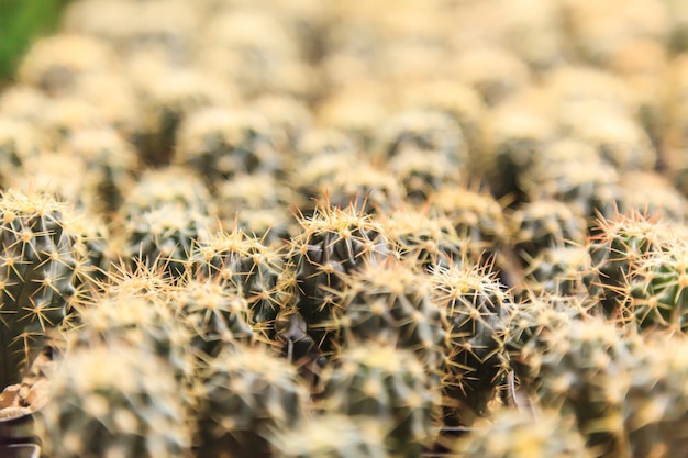 Natural spiny plant background, cactus (cacti, cactuses) succulents live in dry habitats subject to drought 