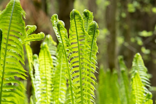 Natural spring background sprouts of ostrich fern closeup