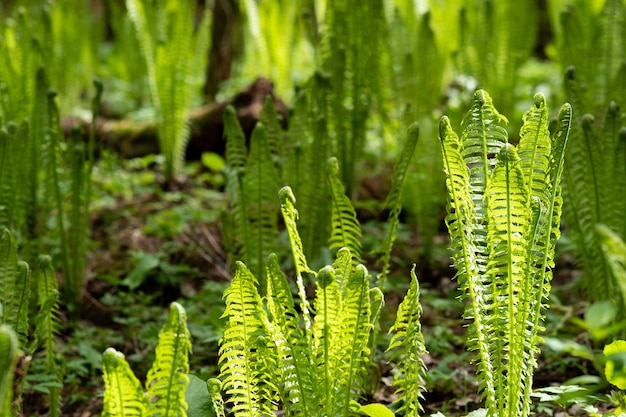 Natural spring background sunny forest landscape with sprouts of ferns