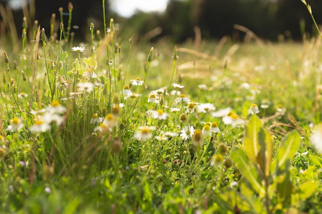 Natural spring daisy in the meadow