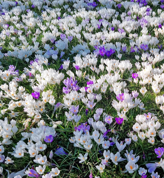 Foto motivo primaverile naturale croco bianco e viola