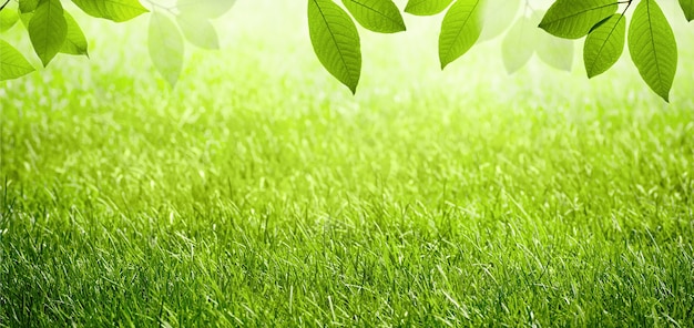 自然の春夏緑の風光明媚な背景と芝生のフレームと自然の葉。バックライトの太陽光線