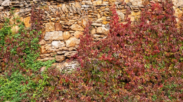 natural stone wall overgrown with ivy