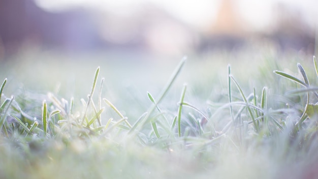 Natural strong blurry background of green grass blades close up Fresh grass meadow in sunny morning Copy space