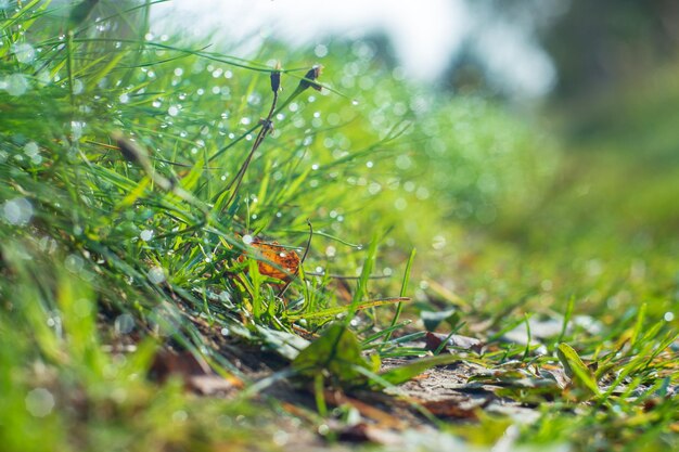 Естественный сильный размытый фон зеленых травинок крупным планом. Луг свежей травы солнечным утром. Копировать пространство