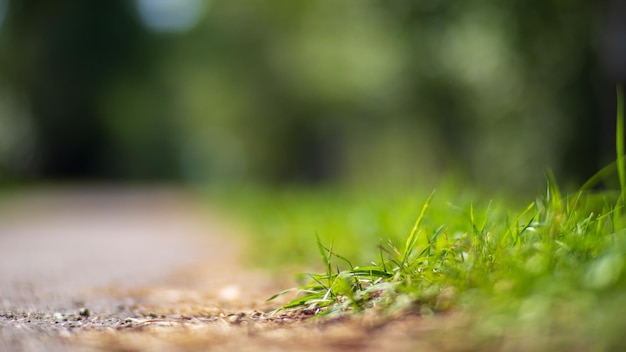 緑の草の刃の自然な強いぼやけた背景は晴れた朝の新鮮な草の牧草地をクローズアップコピースペース