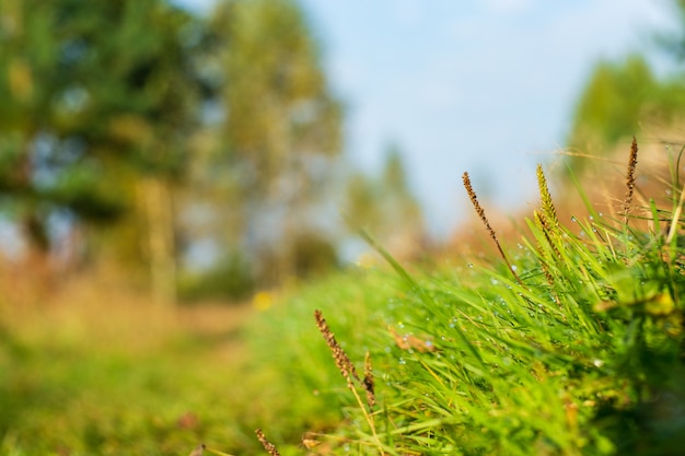 緑の草の刃の自然な強いぼやけた背景は晴れた朝に新鮮な草の牧草地をクローズアップ