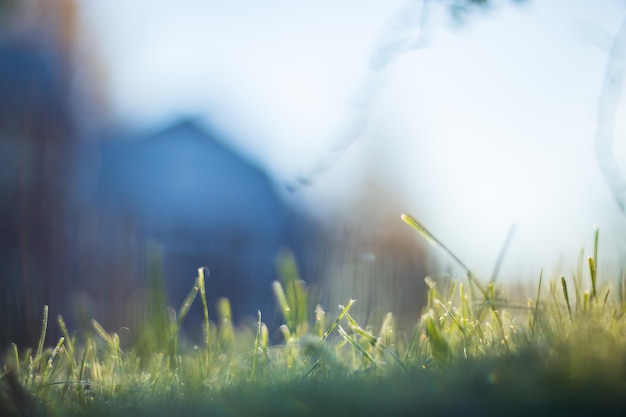 Natural strong blurry background of green grass blades close up Fresh grass meadow in sunny morning