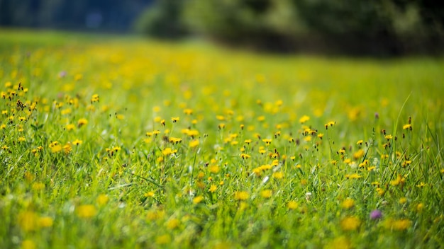 緑の草の刃の自然な強いぼやけた背景は、sの花で新鮮な草の牧草地を閉じます