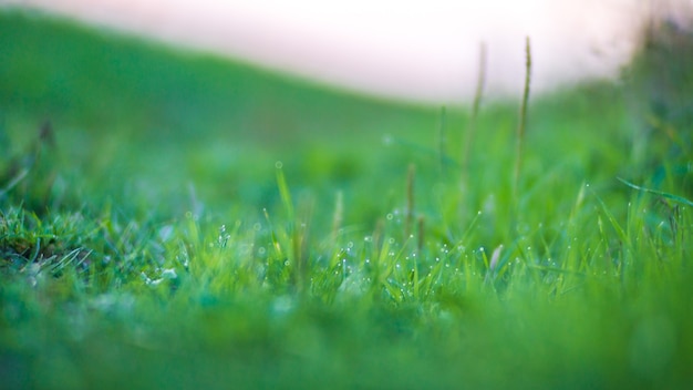 緑の草の葉の自然な強いぼやけた背景は晴れた朝に新鮮な牧草地をクローズアップ